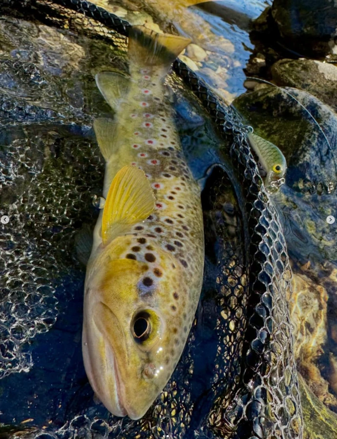 trota
